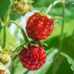 Vista ravvicinata di una coppia di fragole ancora sulla pianta.