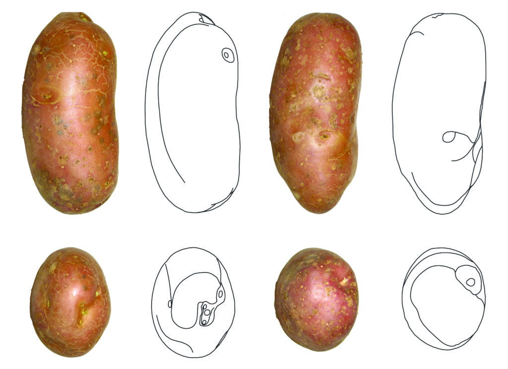 patata rossa di colfiorito